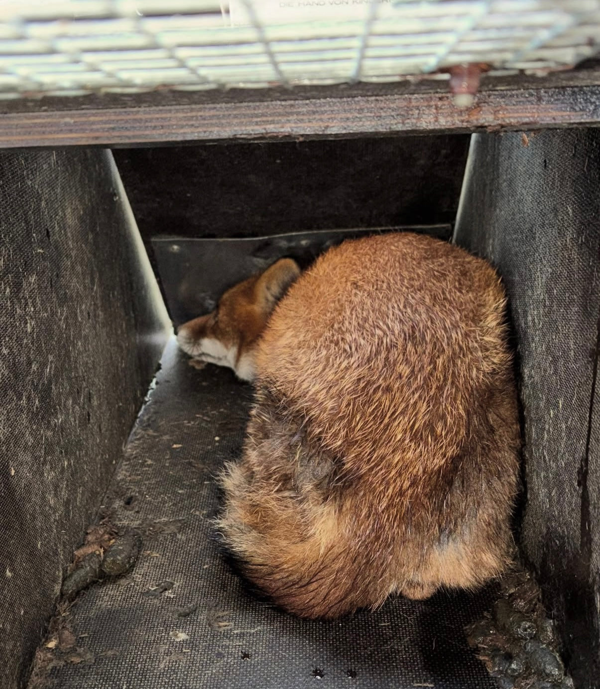 HC150 - Stor træ-fælde (LBH:155x34x37)