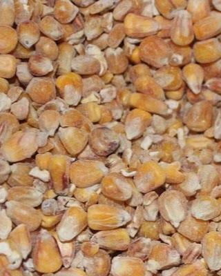 Majs – Hela kärnor i 25 kg påsar