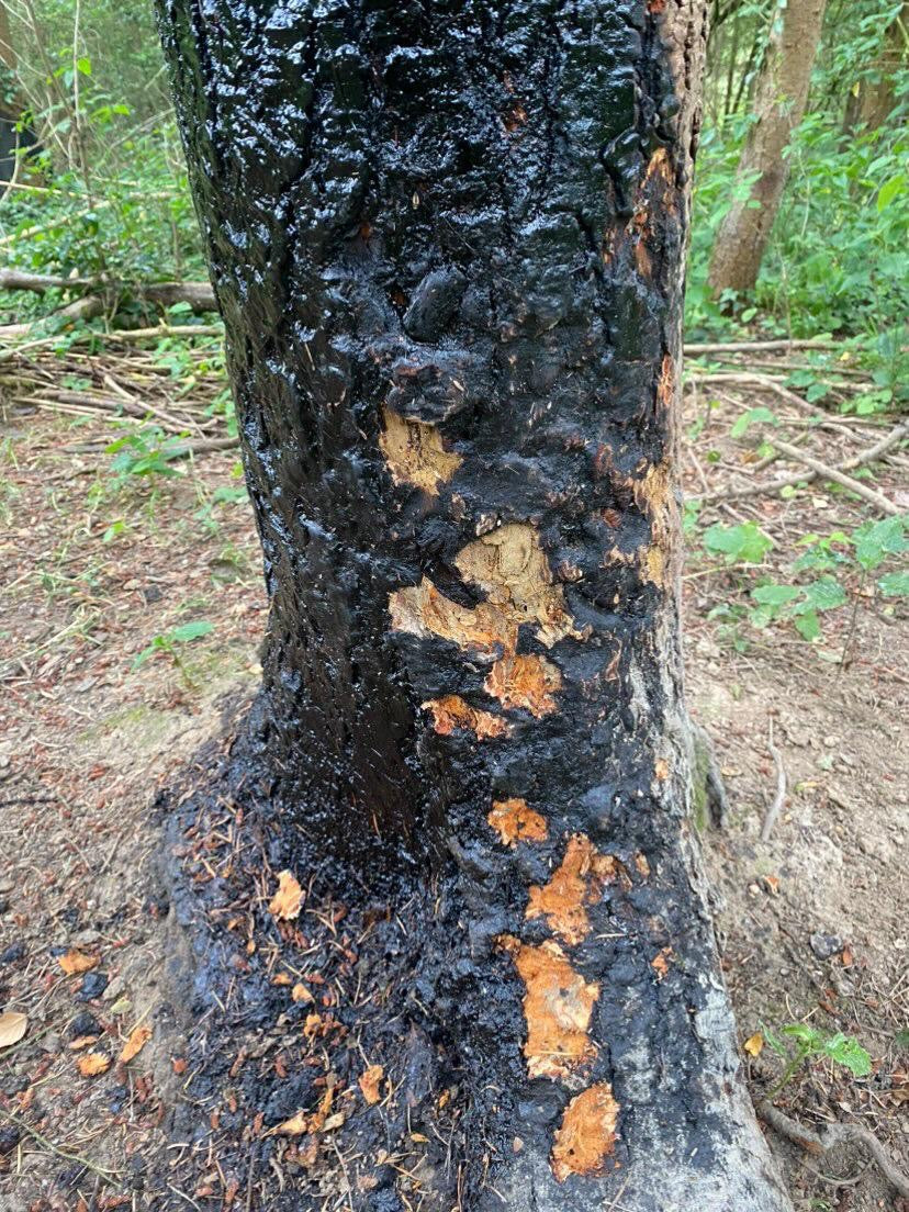 Tar-Plus