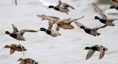 Nordik Mallard andekald – detalje 4
