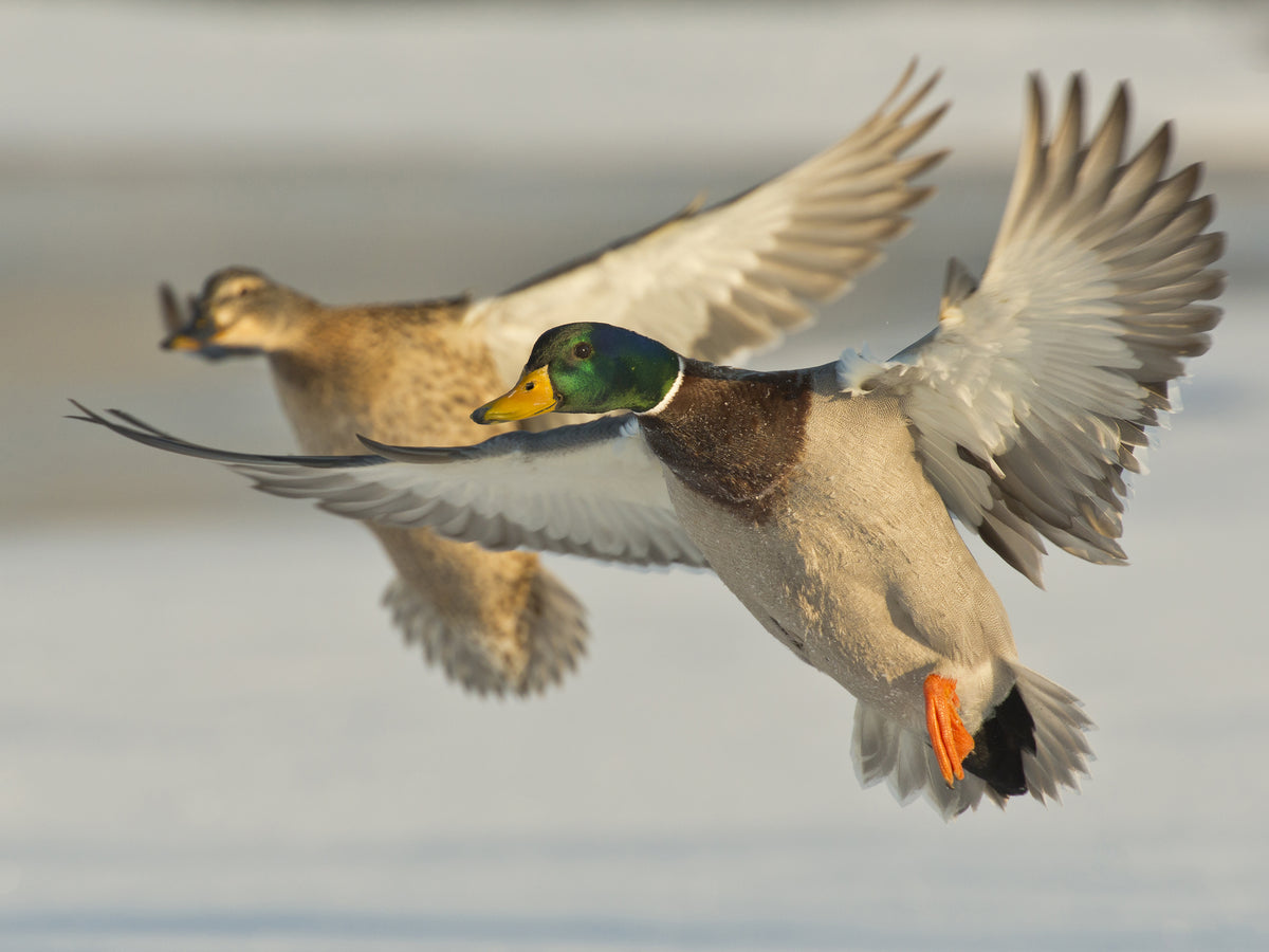 Nordik Mallard andekald – detalje 5