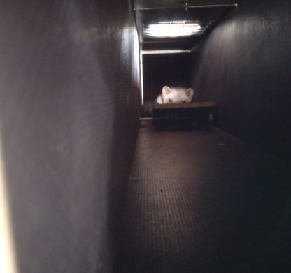 HC99/2 - Stor Mår træ-fælde (LBH:99x27x27)