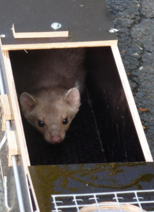 HC99/2 - Stor Mår træ-fælde (LBH:99x27x27)