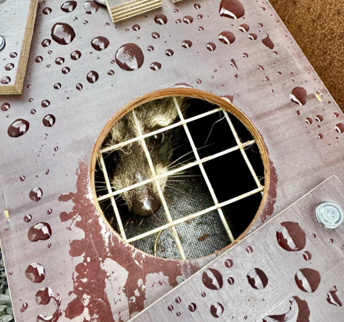 HC99/2 - Stor Mår træ-fælde (LBH:99x27x27)