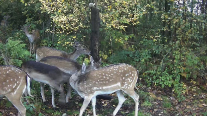 Live vildtkamera inkl. 32gb micro SD-kort