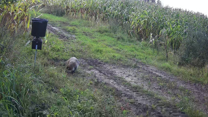 Live vildtkamera inkl. 32gb micro SD-kort