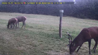 Live vildtkamera inkl. 32gb micro SD-kort