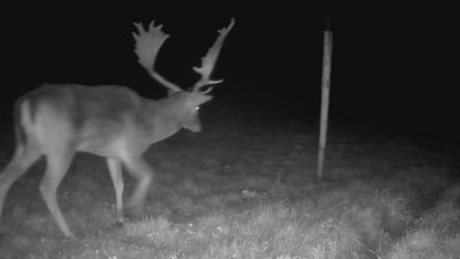 Live vildtkamera inkl. 32gb micro SD-kort